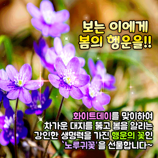 πΈ λΉμ μ νμ΄κ½μ΄ λκ³ μΆλ€