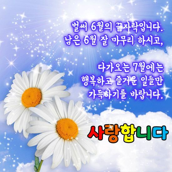6월의 장미